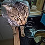 cat, tabby, plastic_bag, kitchen, counter, pot, lid, spoon, cooking_utensil, wood, indoor, animal, pet, whiskers, eyes, fur, curious, standing, closeup, domestic