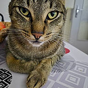 Pepito participe au concours pour gagner de l'argent avec cette photo : cat, tabby, close_up, green_eyes, whiskers, fur, paw, table, pattern, indoor, pet, animal, cute, relaxed, feline, face, nose, ears, domestic_cat, curious