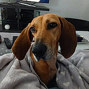 Mira participe au concours pour gagner de l'argent avec cette photo : dog, hound, blanket, heart_pattern, living_room, television, remote_control, couch, brown_fur, long_ears, nose, face, pet, cozy, blanket_texture, table, electronics, cup, relaxed, indoors