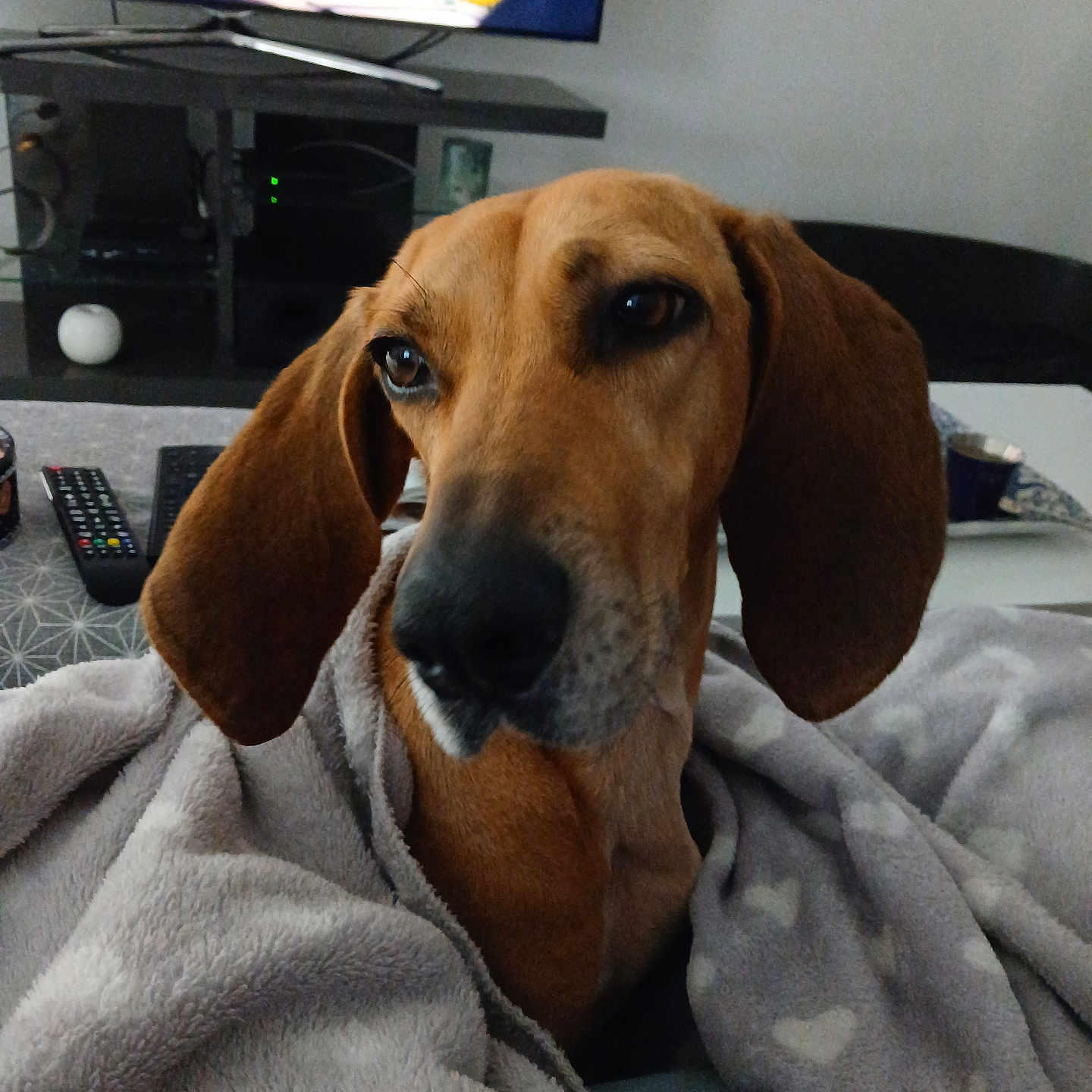 Mira participe au concours pour gagner de l'argent avec cette photo : blanket, blanket_texture, brown_fur, couch, cozy, cup, dog, electronics, face, heart_pattern, hound, indoors, living_room, long_ears, nose, pet, relaxed, remote_control, table, television