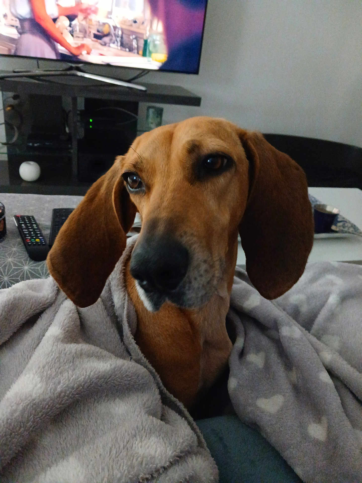 Mira participe au concours pour gagner de l'argent avec cette photo : dog, hound, blanket, heart_pattern, living_room, television, remote_control, couch, brown_fur, long_ears, nose, face, pet, cozy, blanket_texture, table, electronics, cup, relaxed, indoors
