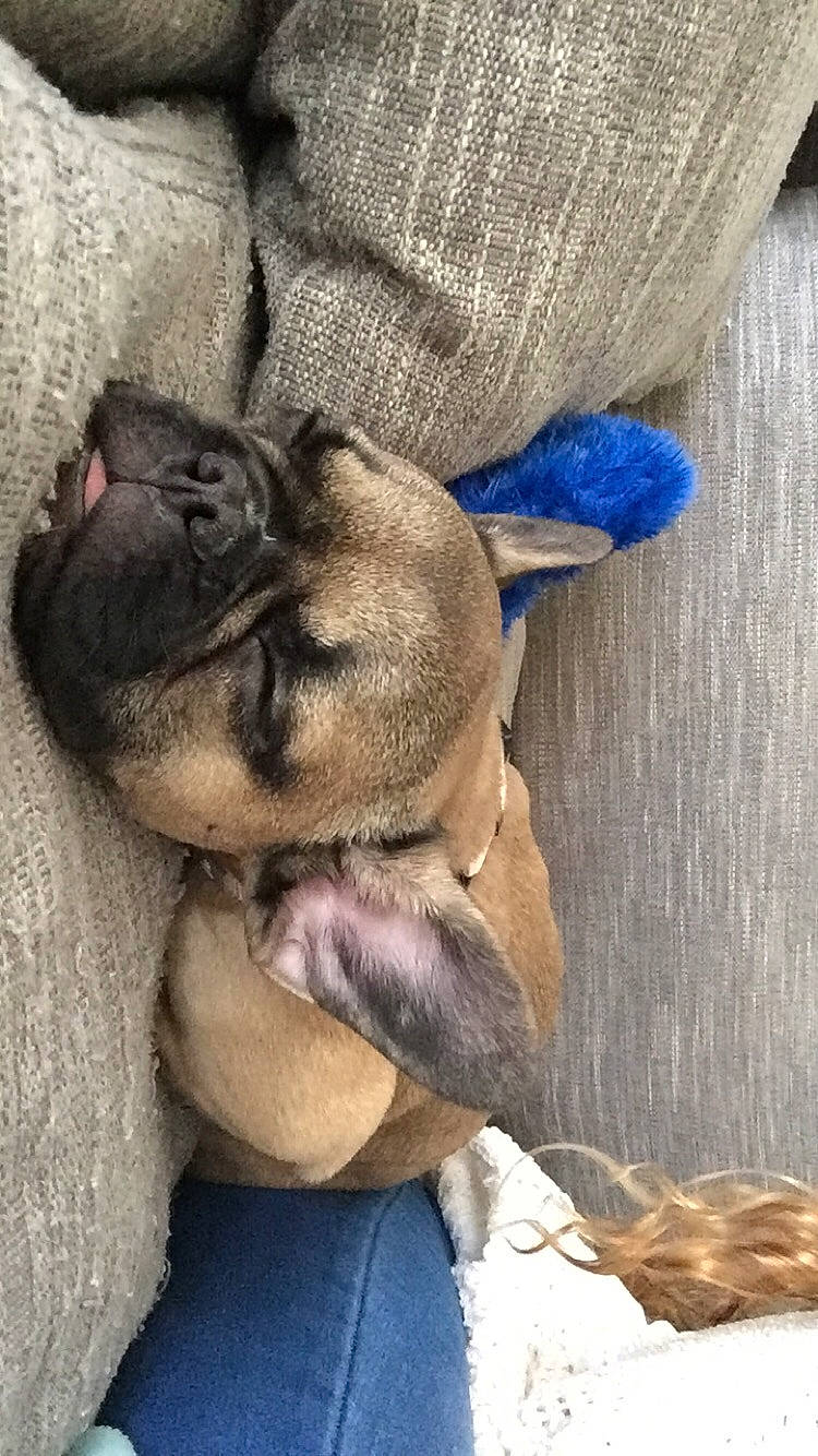 Vera joined the competition — help win amazing prizes! boerboel, bullmastiff, canidae, carnivore, dog, dog_breed, fawn, french_bulldog, mammal, nap, non_sporting_group, pug, puppy, snout