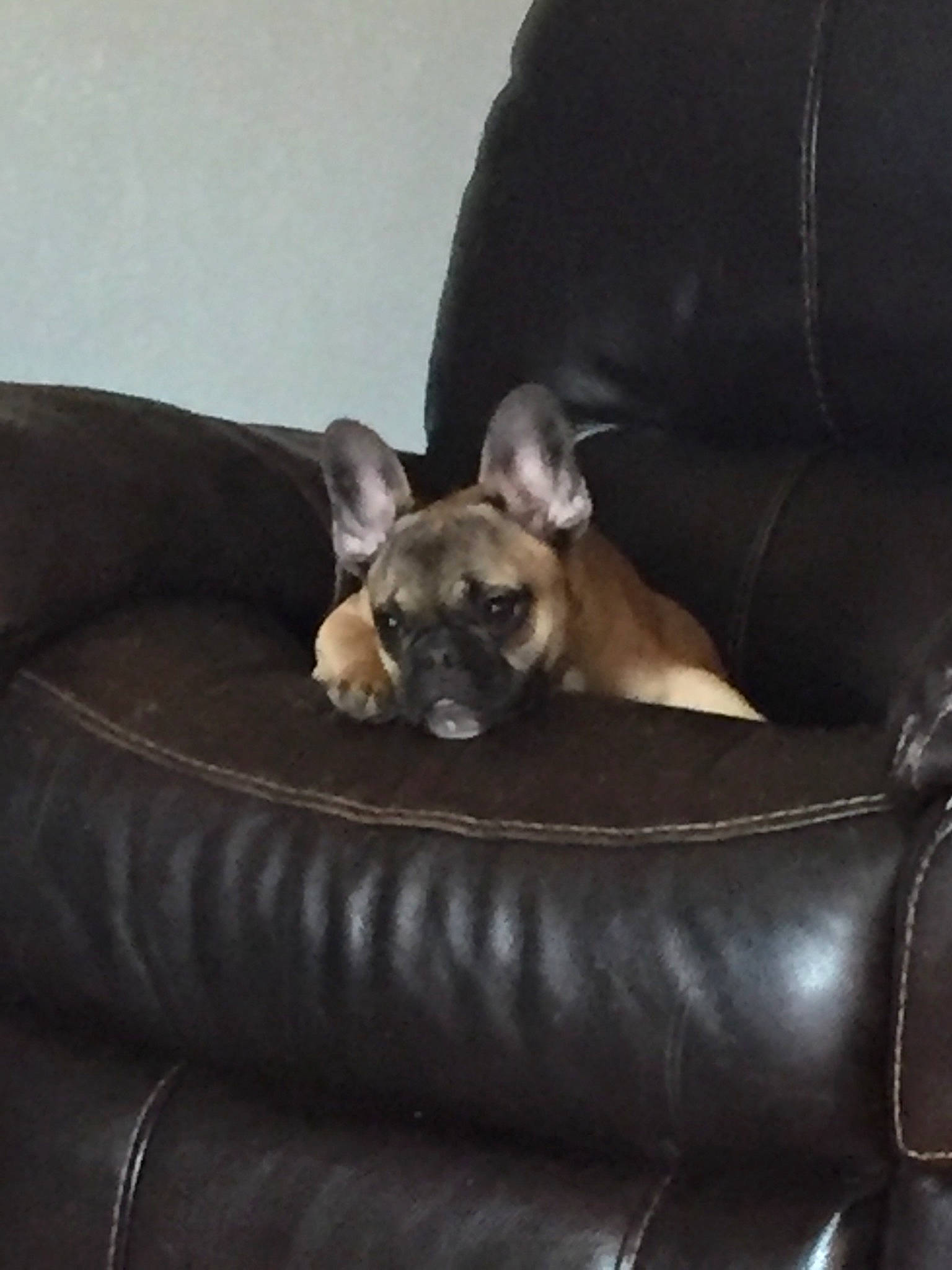 Vera is registered to the contest to win money with this photo: canidae, carnivore, companion_dog, couch, dog, dog_breed, fawn, french_bulldog, furniture, mammal, non_sporting_group, snout