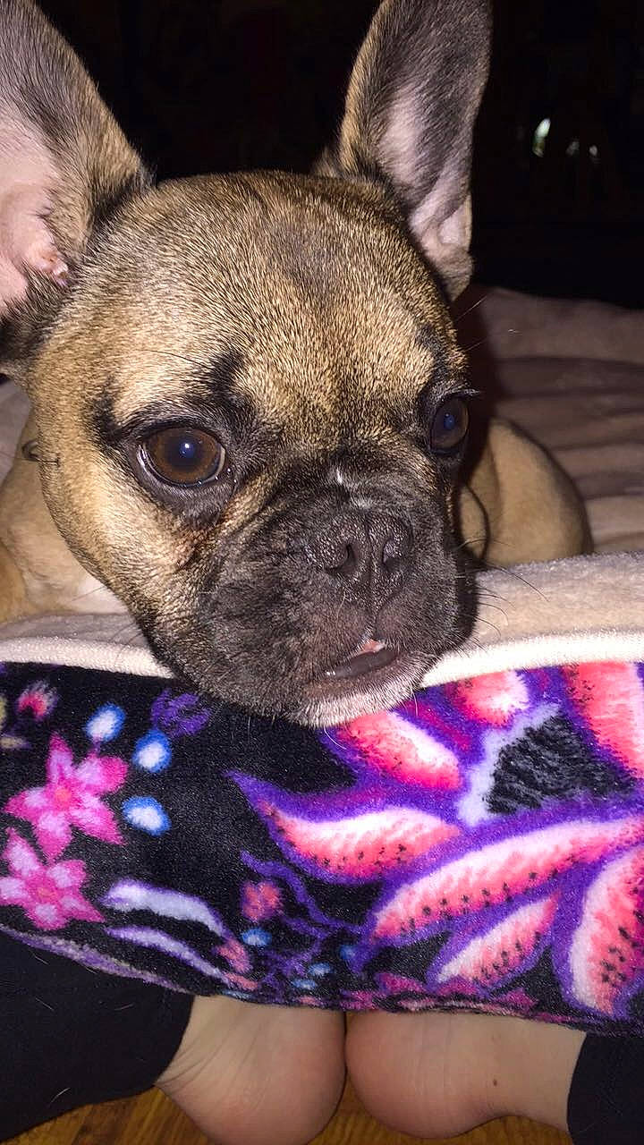 Vera is registered to the contest to win money with this photo: bulldog, canidae, carnivore, companion_dog, dog, dog_breed, ear, fawn, french_bulldog, mammal, non_sporting_group, pug, puppy, skin, snout, toy_bulldog, toy_dog, vertebrate