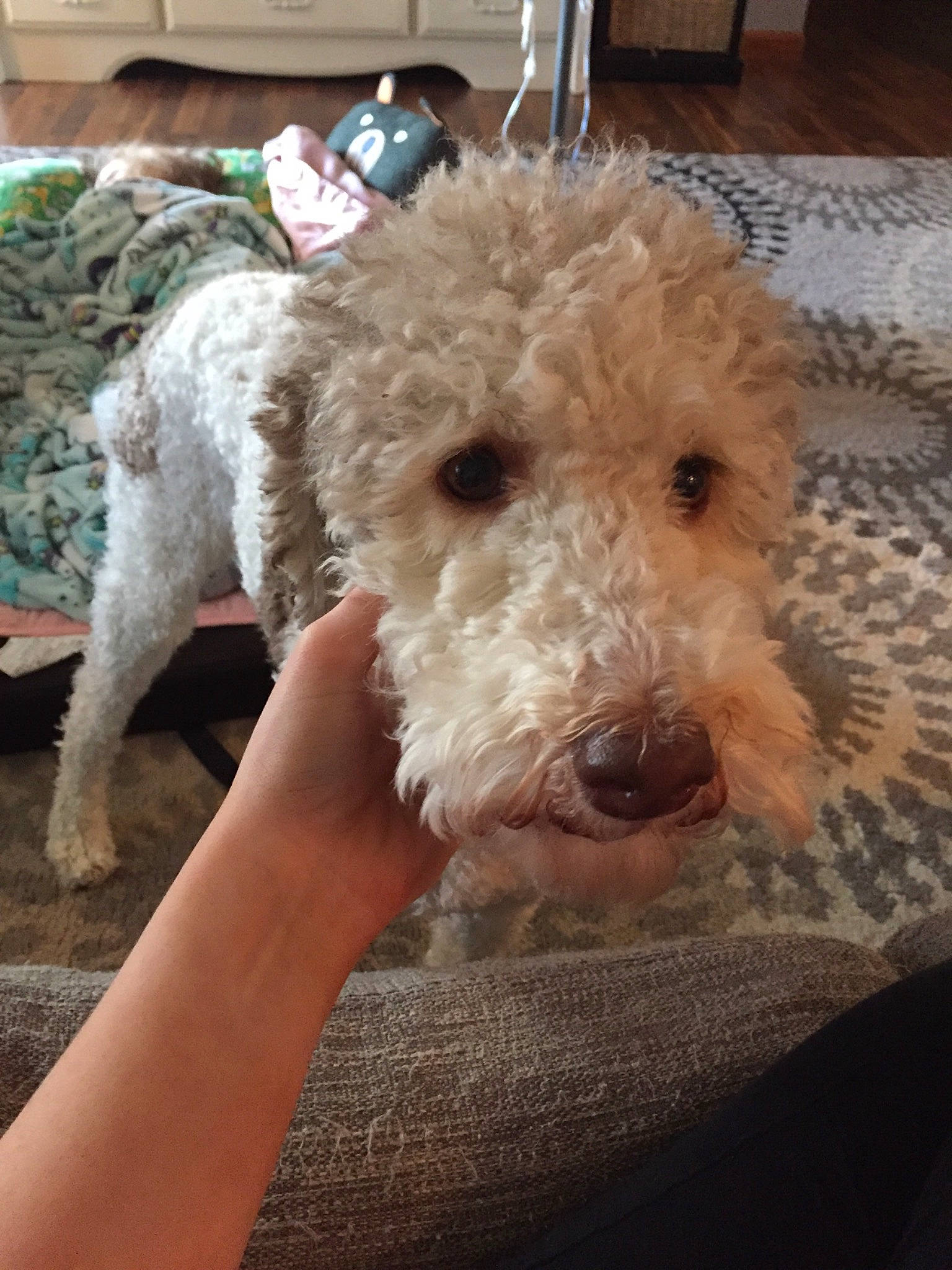 Faith is registered to the contest to win money with this photo: canidae, carnivore, companion_dog, dog, dog_breed, goldendoodle, lagotto_romagnolo, mammal, miniature_poodle, non_sporting_group, poodle_crossbreed, pumi, rare_breed_dog, snout, spanish_water_dog, sporting_group, terrier, toy_dog, vertebrate, wire_hair_fox_terrier