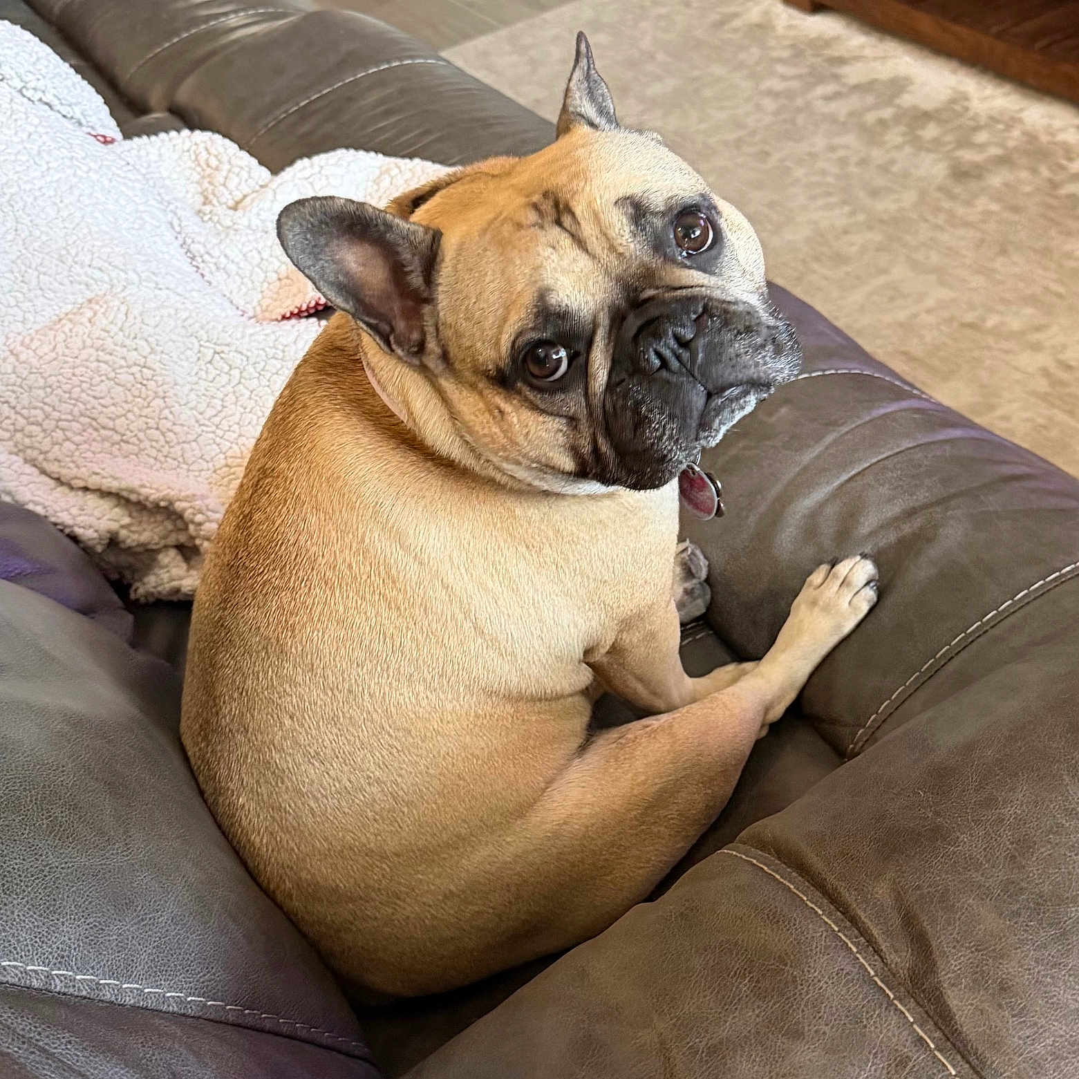 Linny joined the competition — help win amazing prizes! dog, french_bulldog, couch, leather, brown, blanket, indoor, pet, animal, canine, looking_back, ears_up, snout, fur, floor, home, cozy, relaxed, sitting, companion