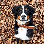 Hélios a rejoint le concours — aidez-le/la à gagner de superbes lots ! dog, bernese_mountain_dog, puppy, collar, autumn, leaves, outdoor, nature, brown, black, white, pet, animal, cute, fur, sitting, portrait, looking_up, young, fall