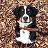 dog, bernese_mountain_dog, puppy, collar, autumn, leaves, outdoor, nature, brown, black, white, pet, animal, cute, fur, sitting, portrait, looking_up, young, fall