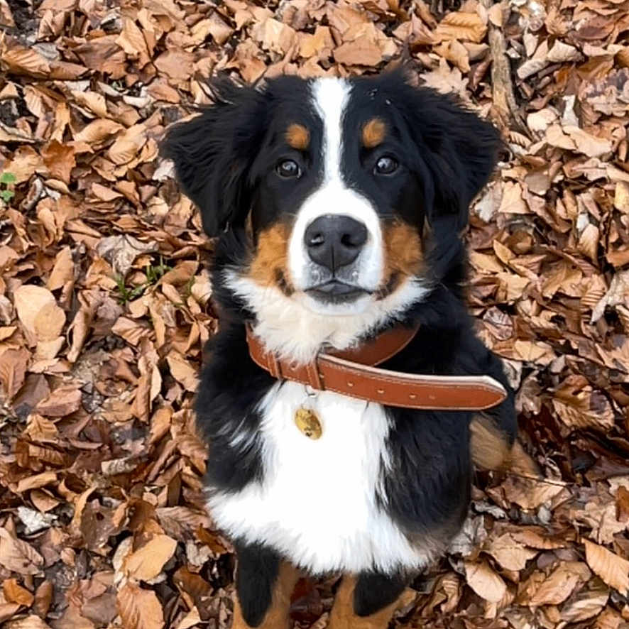 Hélios a rejoint le concours — aidez-le/la à gagner de superbes lots ! dog, bernese_mountain_dog, puppy, collar, autumn, leaves, outdoor, nature, brown, black, white, pet, animal, cute, fur, sitting, portrait, looking_up, young, fall