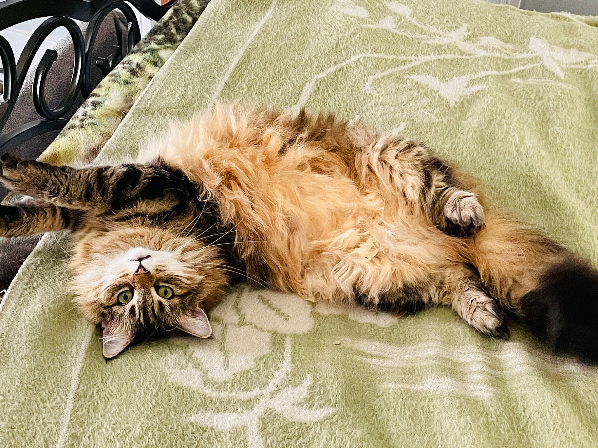 Annie is registered to the contest to win money with this photo: canidae, carnivore, cat, claw, comfort, couch, domestic_short_haired_cat, fawn, felidae, fur, liver, nap, paw, small_to_medium_sized_cats, snout, sporting_group, studio_couch, tail, terrestrial_animal, whiskers