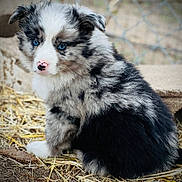 Blue joined the competition — help win amazing prizes! adorable, animal, black_and_white, blue_eyes, closeup, concrete, cute, dog, fence, fluffy, fur, ground, nose, outdoor, pet, portrait, puppy, sitting, straw, young
