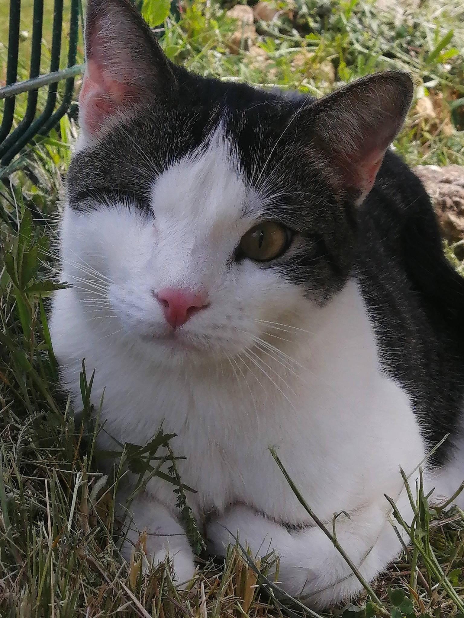 Nila a rejoint le concours — aidez-le/la à gagner de superbes lots ! carnivore, cat, domestic_short_haired_cat, eye, felidae, fur, grass, groundcover, head, herb, herbaceous_plant, plant, shrub, small_to_medium_sized_cats, snout, tail, terrestrial_animal, tree, whiskers