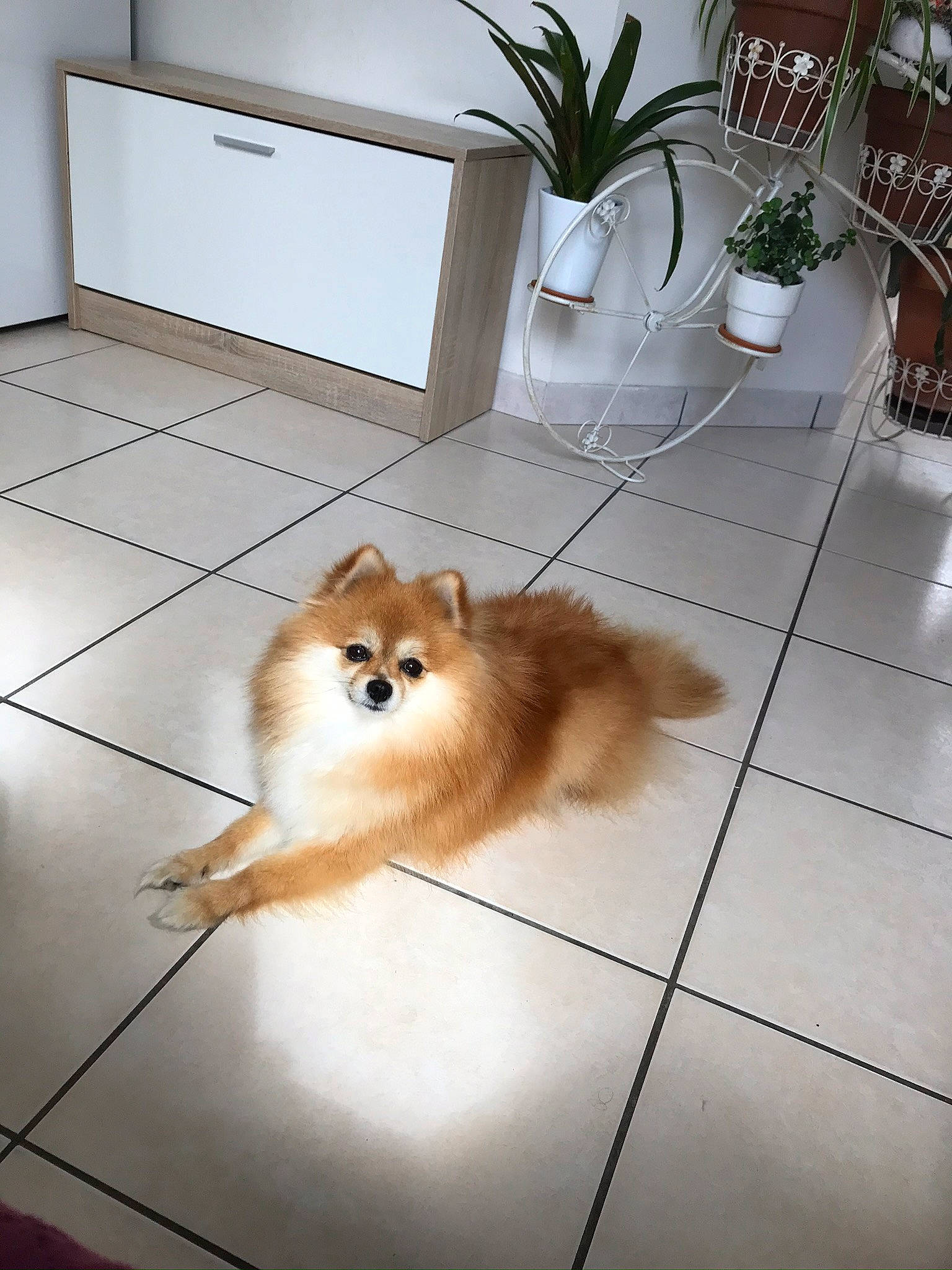Mina participe au concours pour gagner de l'argent avec cette photo : carnivore, companion_dog, dog, dog_breed, fawn, floor, flooring, flowerpot, german_spitz, german_spitz_klein, german_spitz_mittel, hardwood, houseplant, plant, snout, spitz, tail, toy_dog, whiskers, wood