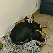 Minnie a rejoint le concours — aidez-le/la à gagner de superbes lots ! dog, two_dogs, brown_dog, black_dog, orange_collar, fluffy_rug, tile_floor, corner, wall_socket, indoor, resting, lying_down, pet, animal, companionship, comfort, cozy, head_resting, floor, domestic