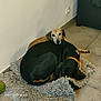 dog, two_dogs, brown_dog, black_dog, orange_collar, fluffy_rug, tile_floor, corner, wall_socket, indoor, resting, lying_down, pet, animal, companionship, comfort, cozy, head_resting, floor, domestic