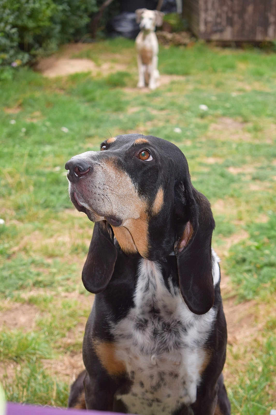 Minnie a rejoint le concours — aidez-le/la à gagner de superbes lots ! dog, outdoor, grass, yard, pet, animal, black_and_tan, ears, sitting, blurred_background, nature, canine, mammal, fur, portrait, looking_up, two_dogs, garden, daylight, focus