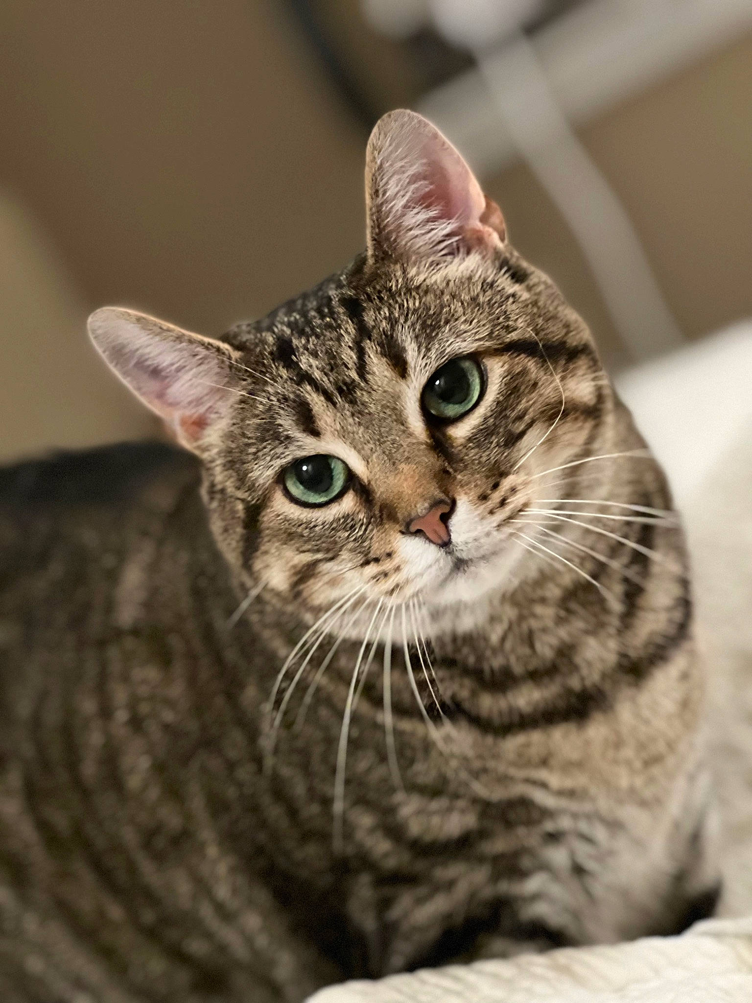 Kitten joined the competition — help win amazing prizes! carnivore, cat, domestic_short_haired_cat, felidae, fur, small_to_medium_sized_cats, snout, terrestrial_animal, whiskers, wildlife