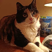 Calie is registered to the contest to win money with this photo: alarm_clock, animal, calico, calm, cat, closeup, curious, decor, domestic, feline, fur, indoor, lamp, lighting, pet, quiet, resting, table, whiskers, wooden_surface