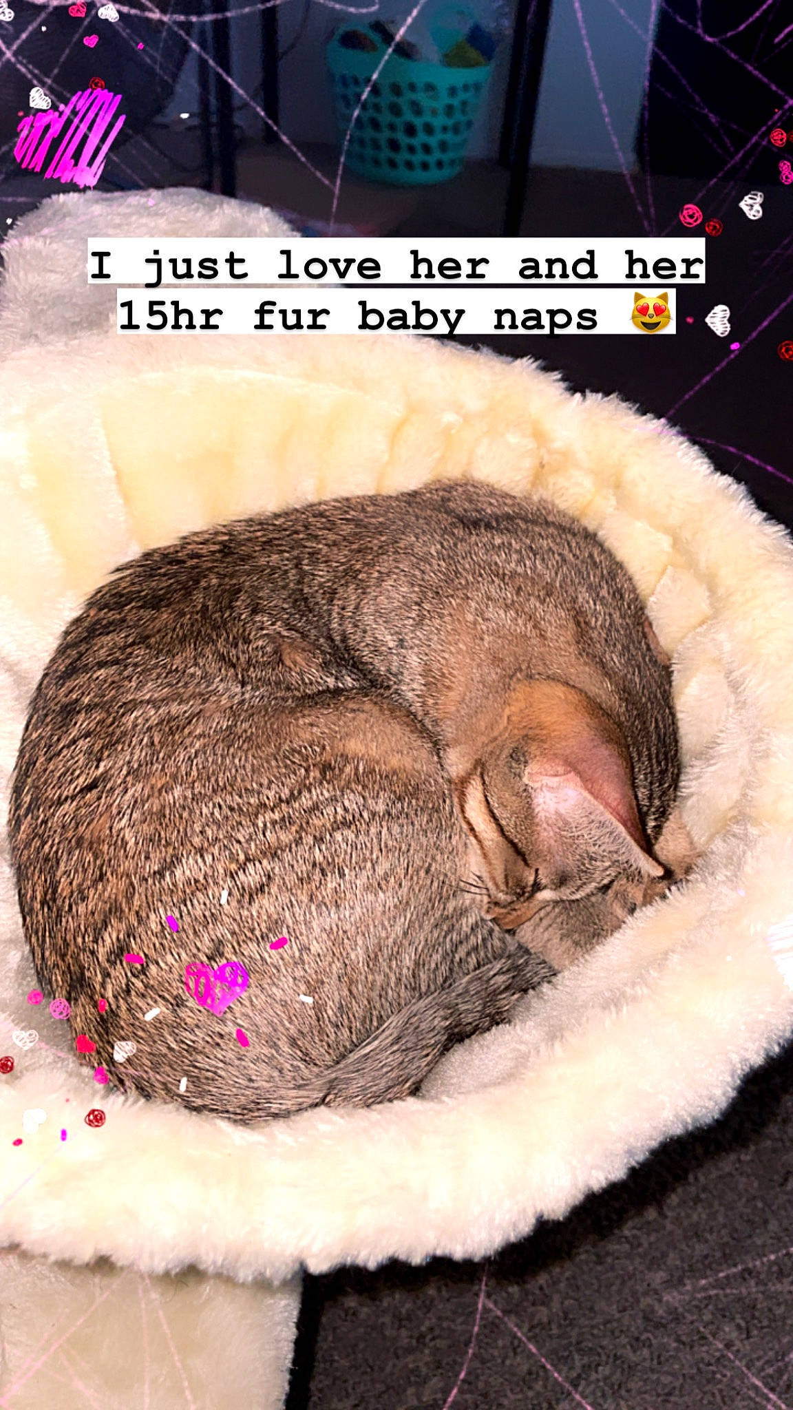 Nova Sky Sims joined the competition — help win amazing prizes! claw, comfort, fawn, felidae, font, fur, liver, paw, pet_supply, photo_caption, sleep, small_to_medium_sized_cats, snout, tail, terrestrial_animal, whiskers, wildlife
