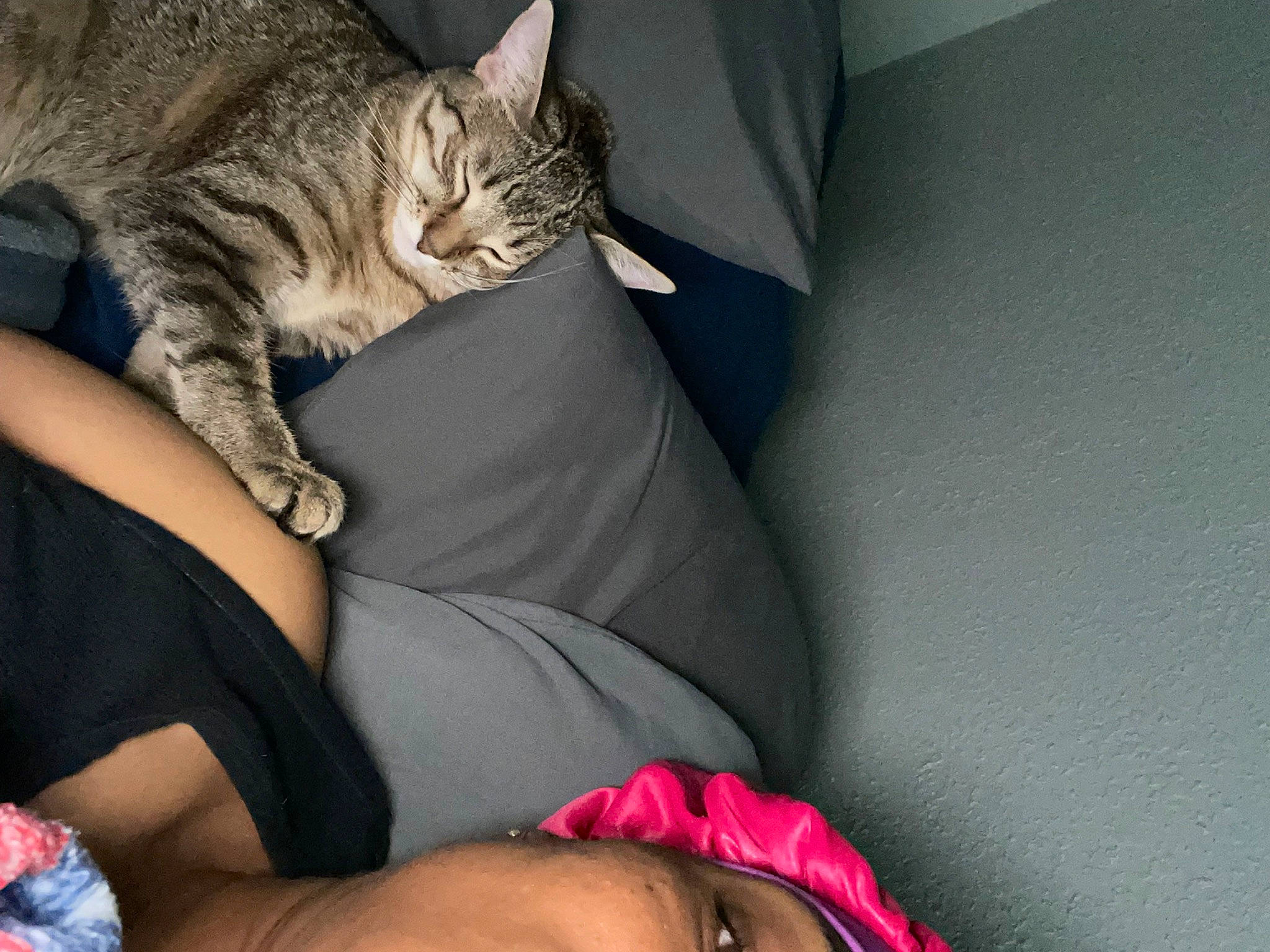 Nova Sky Sims is registered to the contest to win money with this photo: carnivore, cat, comfort, couch, domestic_short_haired_cat, elbow, felidae, foot, fur, gesture, human_leg, knee, lap, leg, nail, sitting, small_to_medium_sized_cats, tail, thigh, whiskers