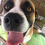 Petie joined the competition — help win amazing prizes! animal, brown_fur, canine, closeup, dog, face, friendly, green_cushion, happy, nose, outdoor, paw, pet, playful, smiling, teeth, tongue, whiskers, white_fur, wicker_chair