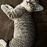 cat, kitten, tabby, pet, animal, feline, whiskers, ears, fur, cute, domestic, lying_down, resting, indoor, brown_background, curious, young, small, eyes, playful