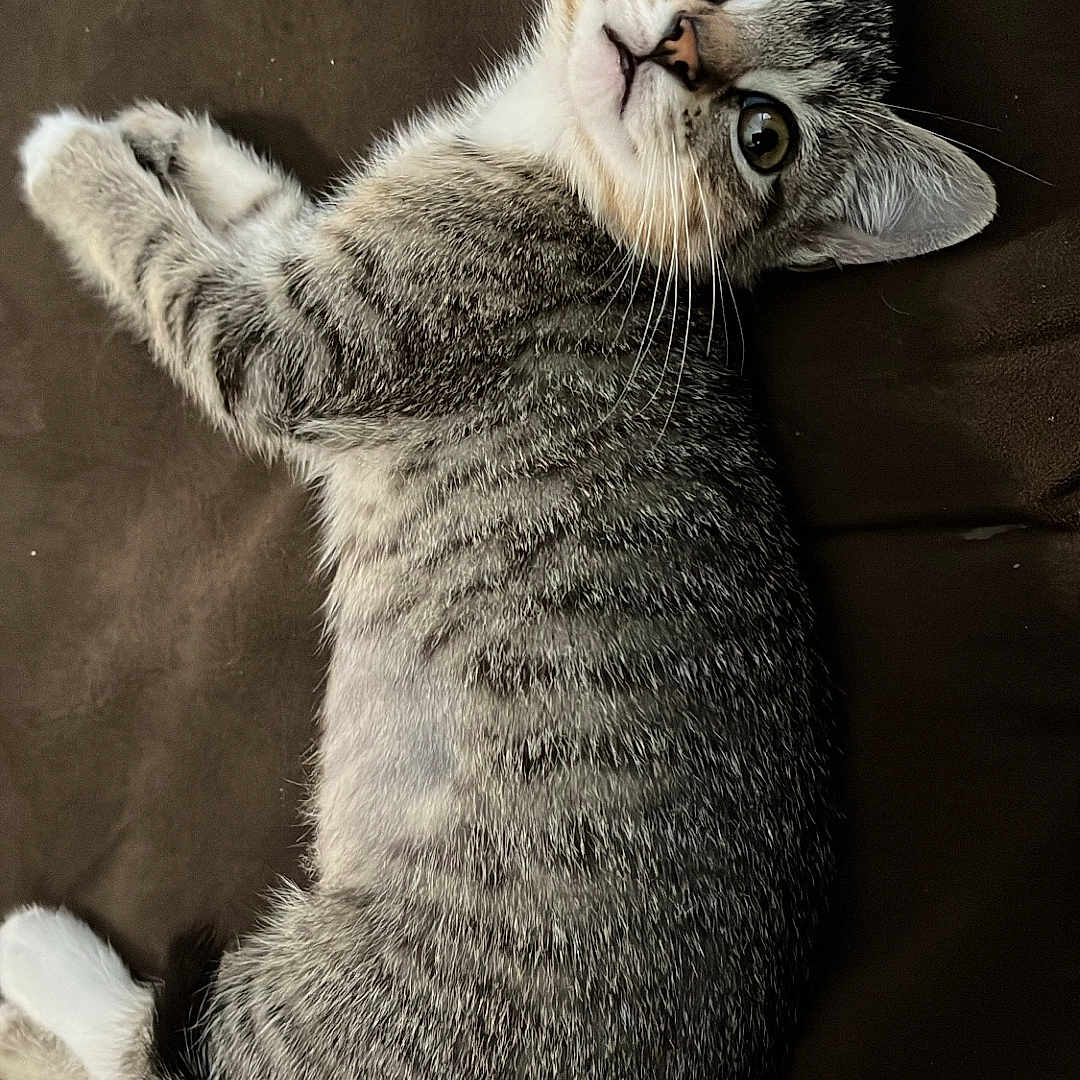 Dani