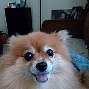 Bear Bear joined the competition — help win amazing prizes! dog, pomeranian, fluffy, happy, pet, indoor, smiling, face, fur, animal, cute, cozy, couch, living_room, canine, tongue, closeup, companion, friendly, domestic