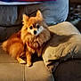 dog, pomeranian, pet, fluffy, couch, pillow, indoor, animal, brown, small_dog, furniture, blanket, relaxing, companion, cute, domestic, home, living_room, canine, fur