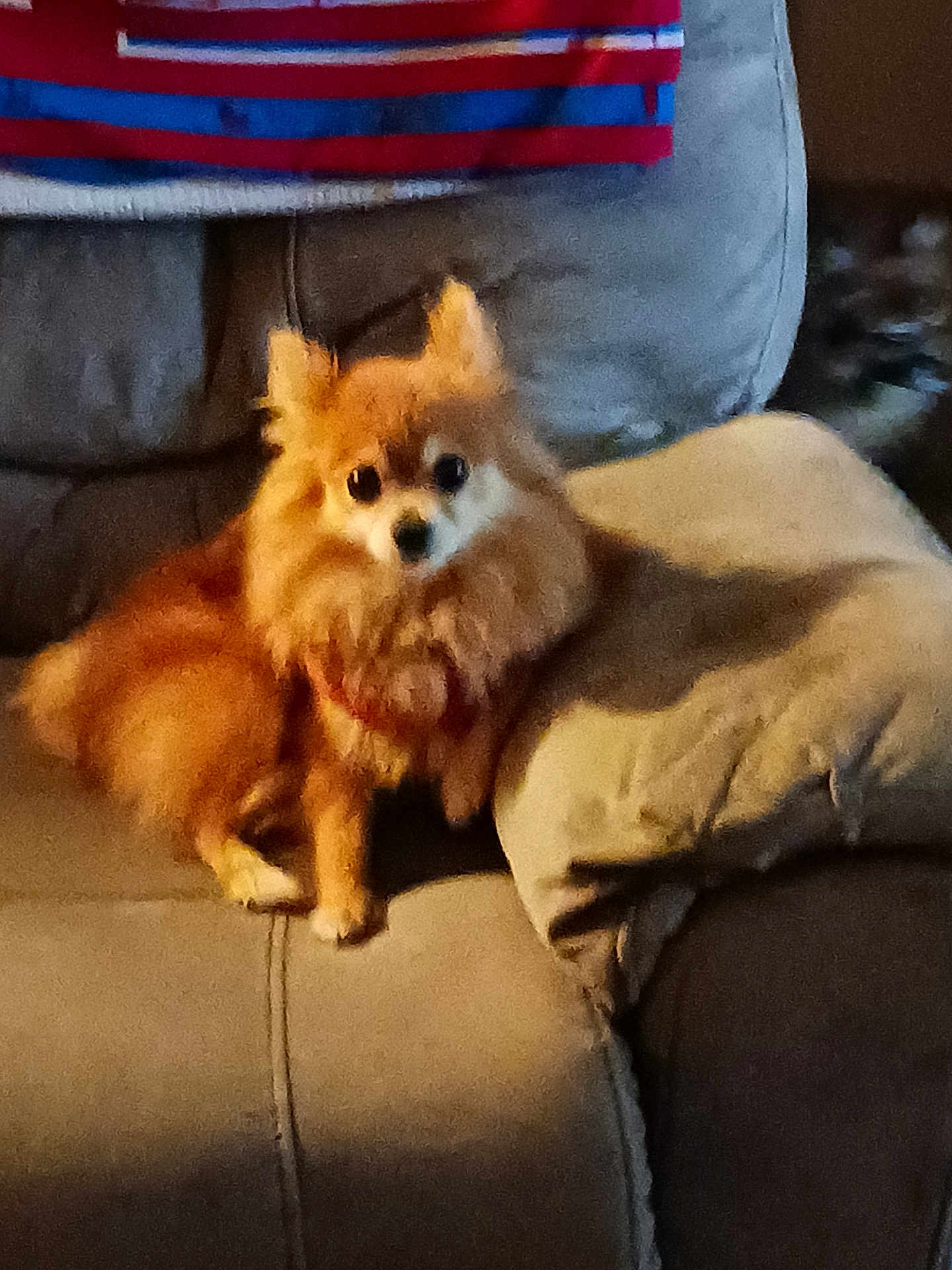 Bear Bear