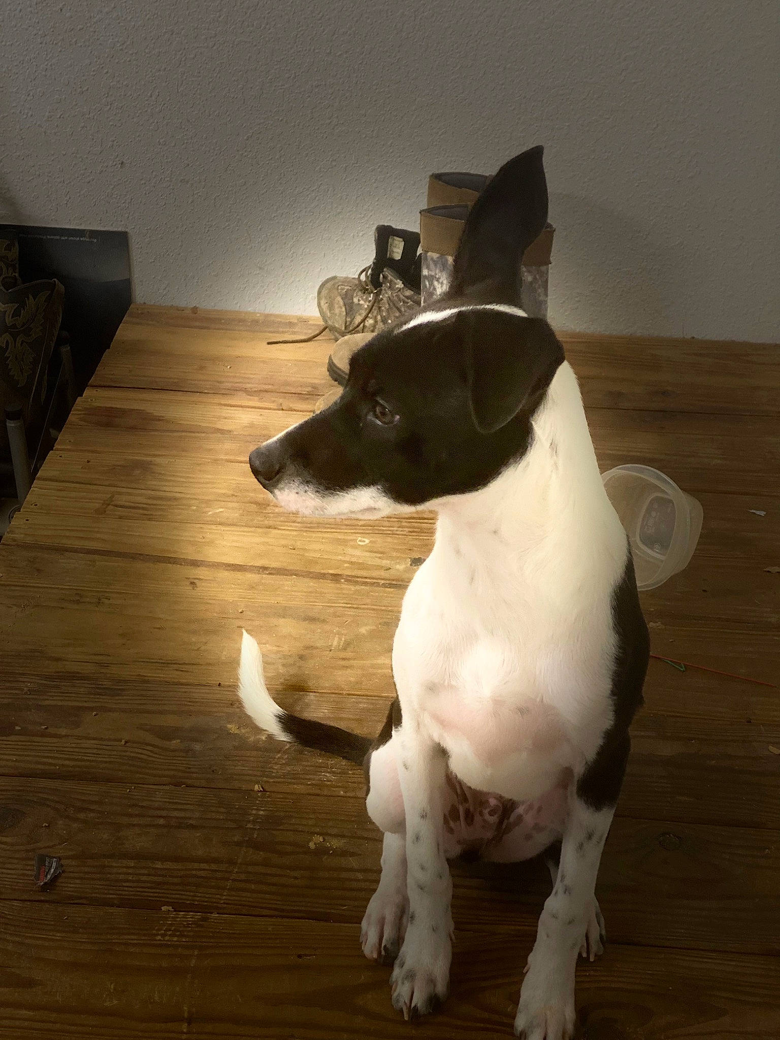 Dipper is registered to the contest to win money with this photo: canidae, carnivore, collar, companion_dog, dog, dog_breed, fawn, flooring, hardwood, pet_supply, plank, snout, sporting_group, tail, varnish, whiskers, wood, wood_flooring, wood_stain, working_animal