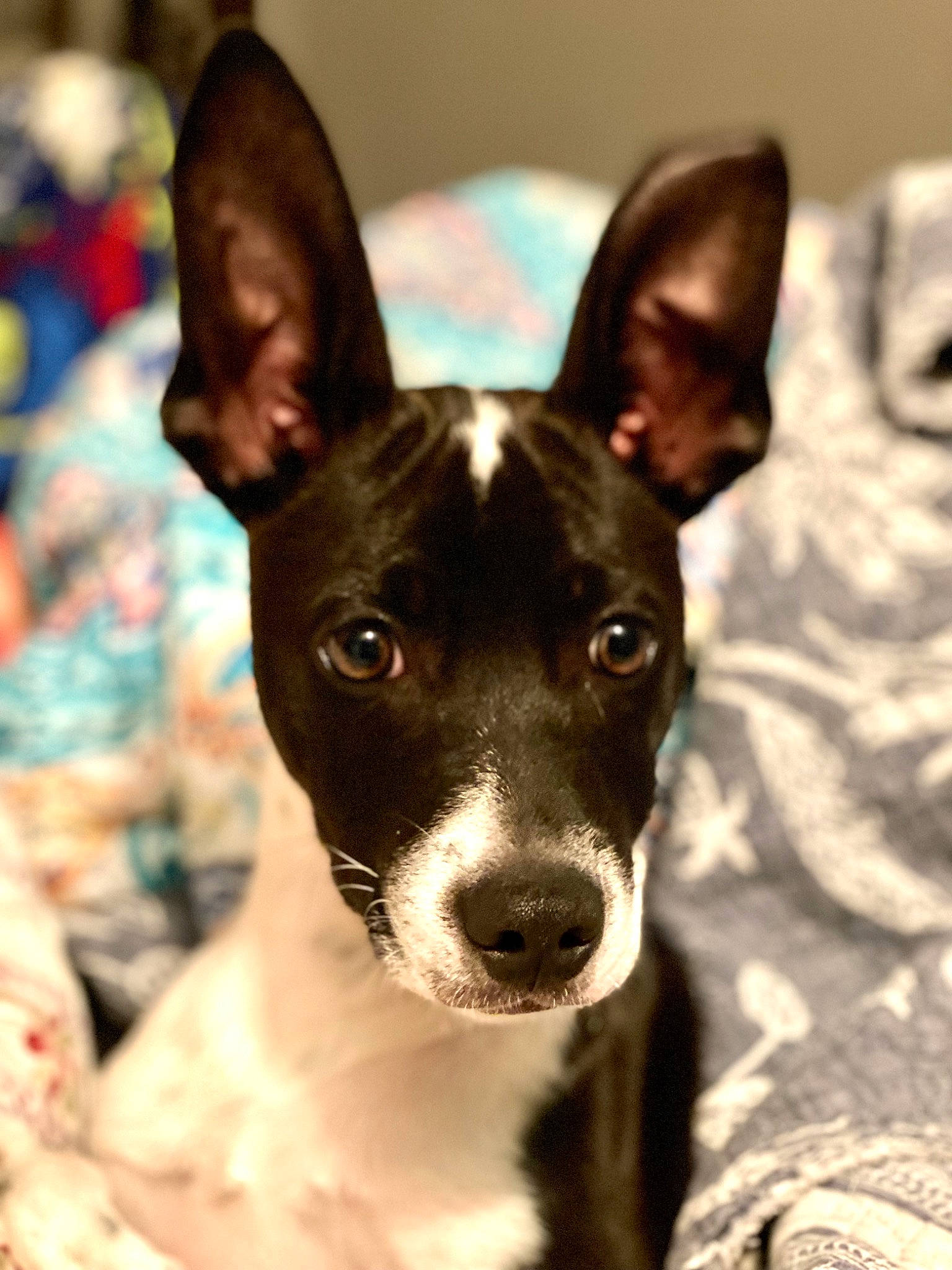 Dipper joined the competition — help win amazing prizes! ancient_dog_breeds, canidae, carnivore, collar, companion_dog, dog, dog_breed, dog_collar, ear, fawn, non_sporting_group, photography, snout, sporting_group, terrestrial_animal, terrier, whiskers, working_animal