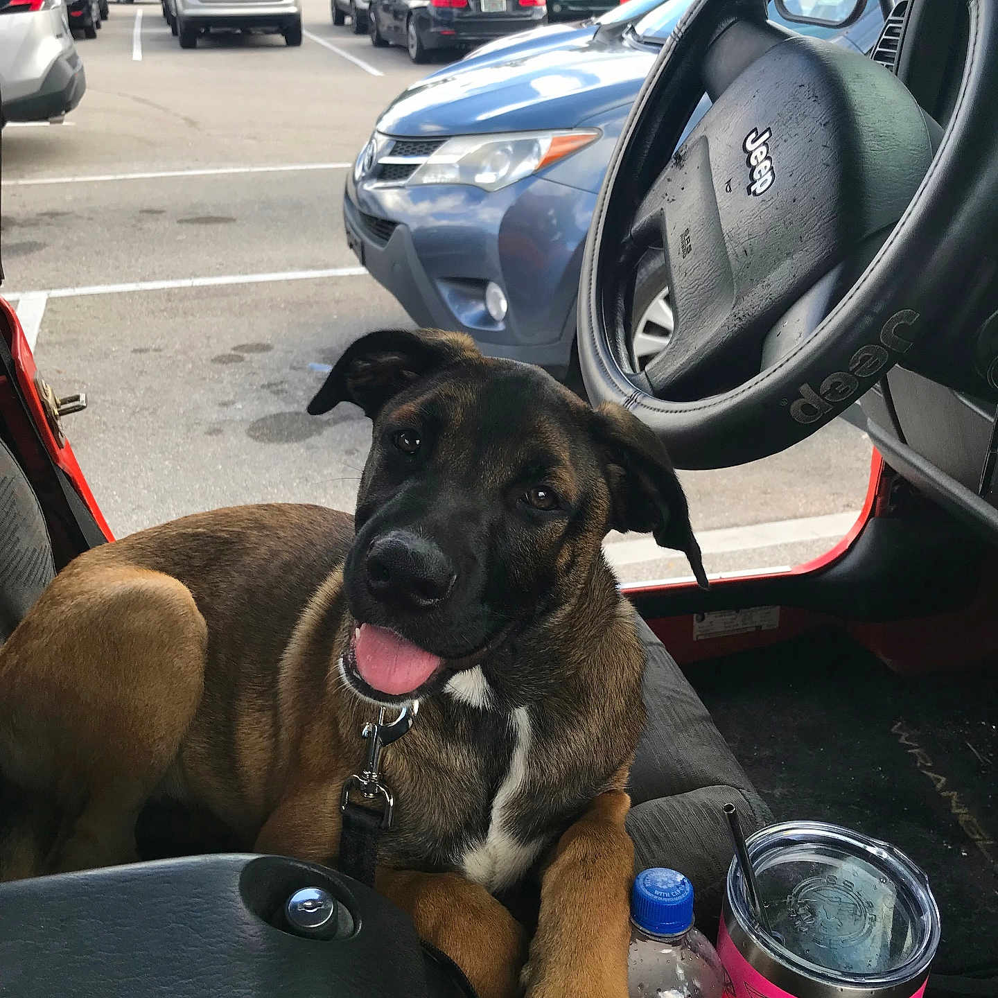 Bentley is registered to the contest to win money with this photo: bottle, brown_dog, car_interior, collar, cup, dashboard, daytime, dog, happy, jeep, leash, outdoor, parked_cars, parking_lot, pet, seat, steering_wheel, tongue_out, vehicle, window