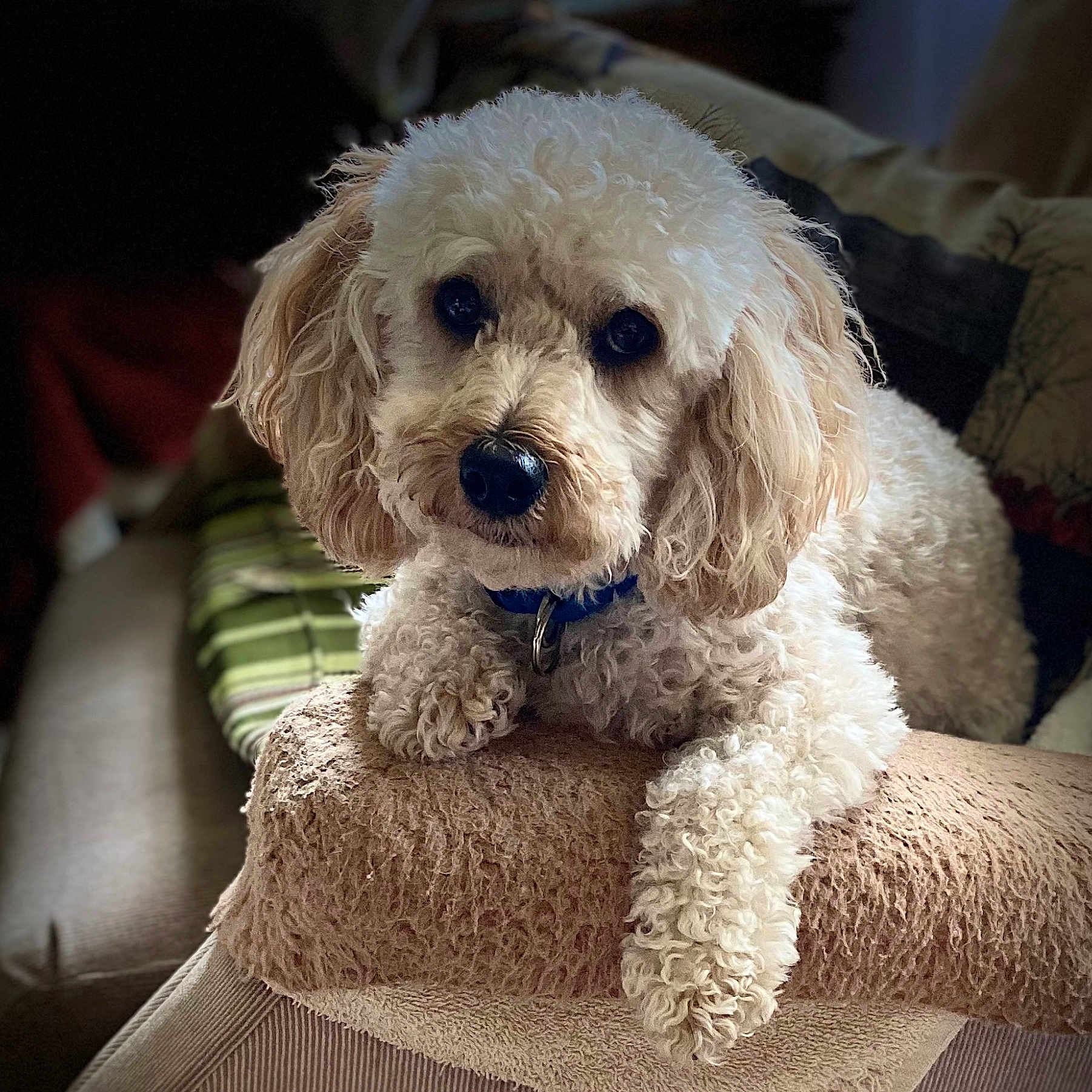 Charlie is registered to the contest to win money with this photo: animal, blanket, close_up, collar, companion, couch, cream_colored, curly_fur, cute, dog, domestic_animal, fur, indoor, living_room, mammal, paw, pet, portrait, relaxed, resting