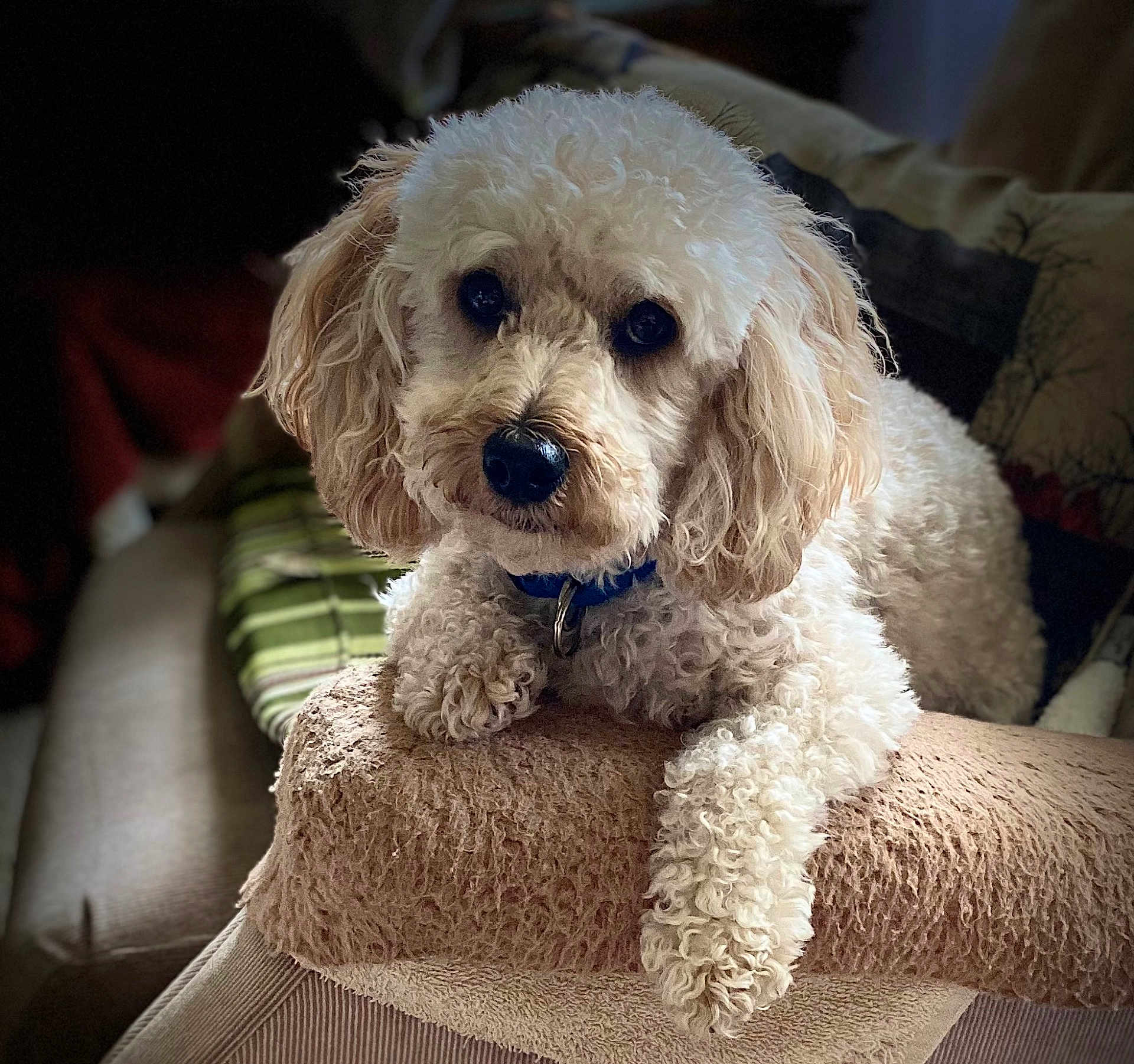 Charlie is registered to the contest to win money with this photo: dog, curly_fur, cream_colored, collar, blanket, couch, living_room, pet, animal, fur, paw, indoor, resting, close_up, cute, domestic_animal, mammal, companion, relaxed, portrait