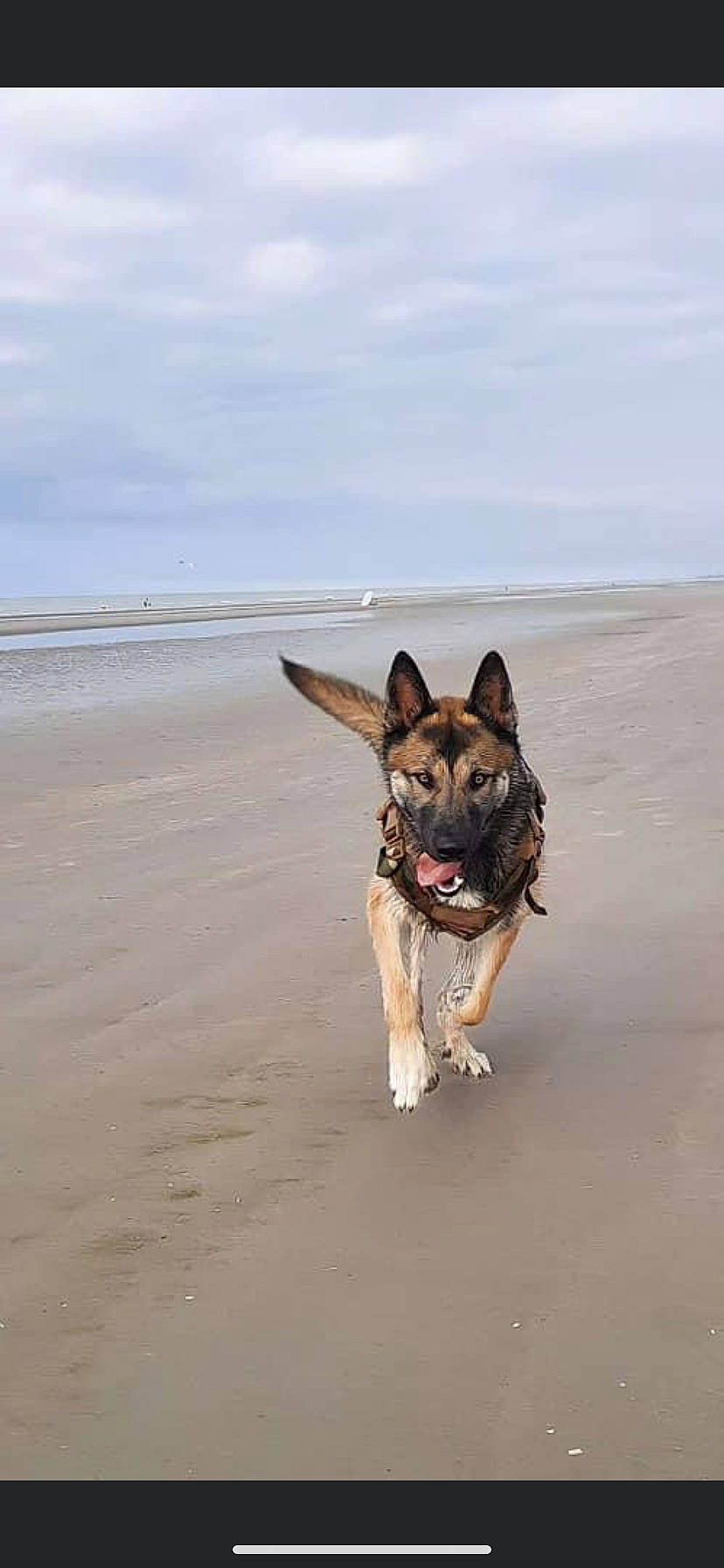 Ralph participe au concours pour gagner de l'argent avec cette photo : beach, carnivore, cloud, collar, companion_dog, dog, dog_breed, dog_supply, herding_dog, leash, ocean, pet_supply, sand, sky, sporting_group, tail, walking, water, working_animal, working_dog