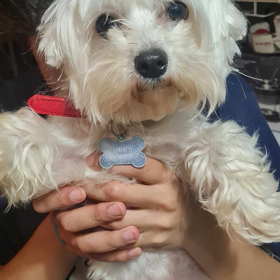 Molly a rejoint le concours — aidez-le/la à gagner de superbes lots ! accessories, animal, bodypart, canine, computerhardware, dog, electronics, finger, hand, hardware, jewelry, monitor, person, pet, poodle, puppy, ring, screen, terrier, whitedog