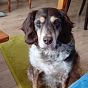 Iris a rejoint le concours — aidez-le/la à gagner de superbes lots ! dog, pet, indoor, floor, rug, fur, brown, white, black, animal, canine, sitting, looking, ears, snout, paws, wooden_floor, chair, table_leg, cozy