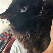 Ninja is registered to the contest to win money with this photo: animal, bed, black_cat, blanket, cat, closeup, colorful_background, cozy, curious, domestic_cat, eyes, feline, fluffy, fur, indoor, looking_up, pet, portrait, soft, whiskers