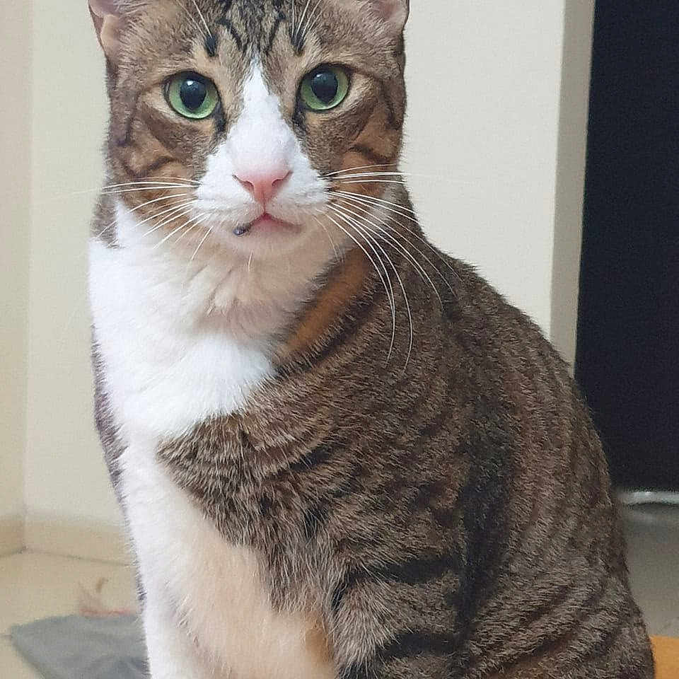 Ghado joined the competition — help win amazing prizes! alert, animal, cat, closeup, cute, domestic, ears, feline, floor, fur, green_eyes, indoor, pet, portrait, sitting, striped_fur, tabby, tile, whiskers, white_chest