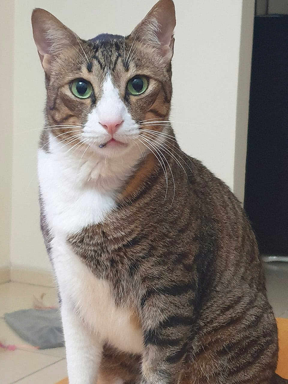 Ghado joined the competition — help win amazing prizes! cat, tabby, green_eyes, white_chest, striped_fur, indoor, pet, animal, feline, sitting, portrait, whiskers, ears, floor, tile, domestic, cute, alert, closeup, fur