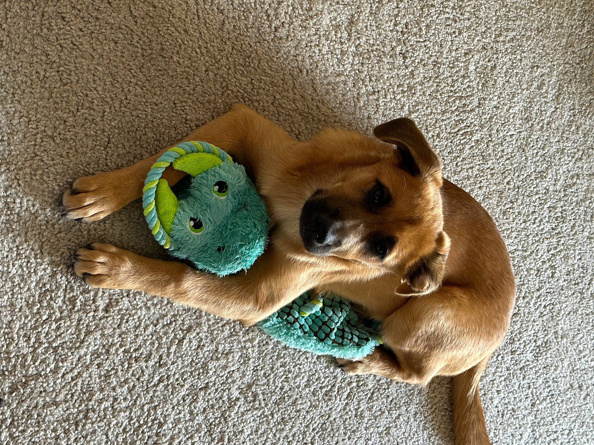 Aveline is registered to the contest to win money with this photo: canidae, carnivore, collar, companion_dog, dog, dog_bed, dog_breed, dog_supply, fashion_accessory, fawn, fur, paw, pet_supply, snout, sporting_group, stuffed_toy, tail, toy, whiskers, working_animal