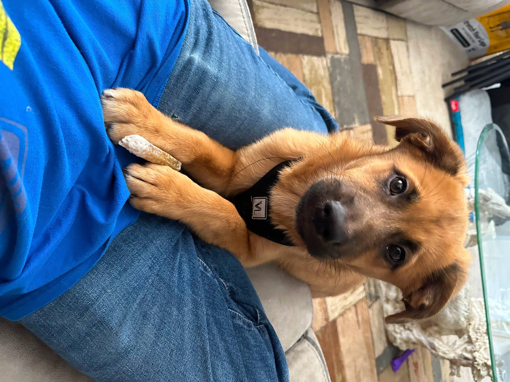 Aveline is registered to the contest to win money with this photo: canidae, carnivore, comfort, companion_dog, denim, dog, dog_breed, elbow, electric_blue, fawn, fur, gesture, nail, selfie, sitting, sporting_group, tire, whiskers, wrist