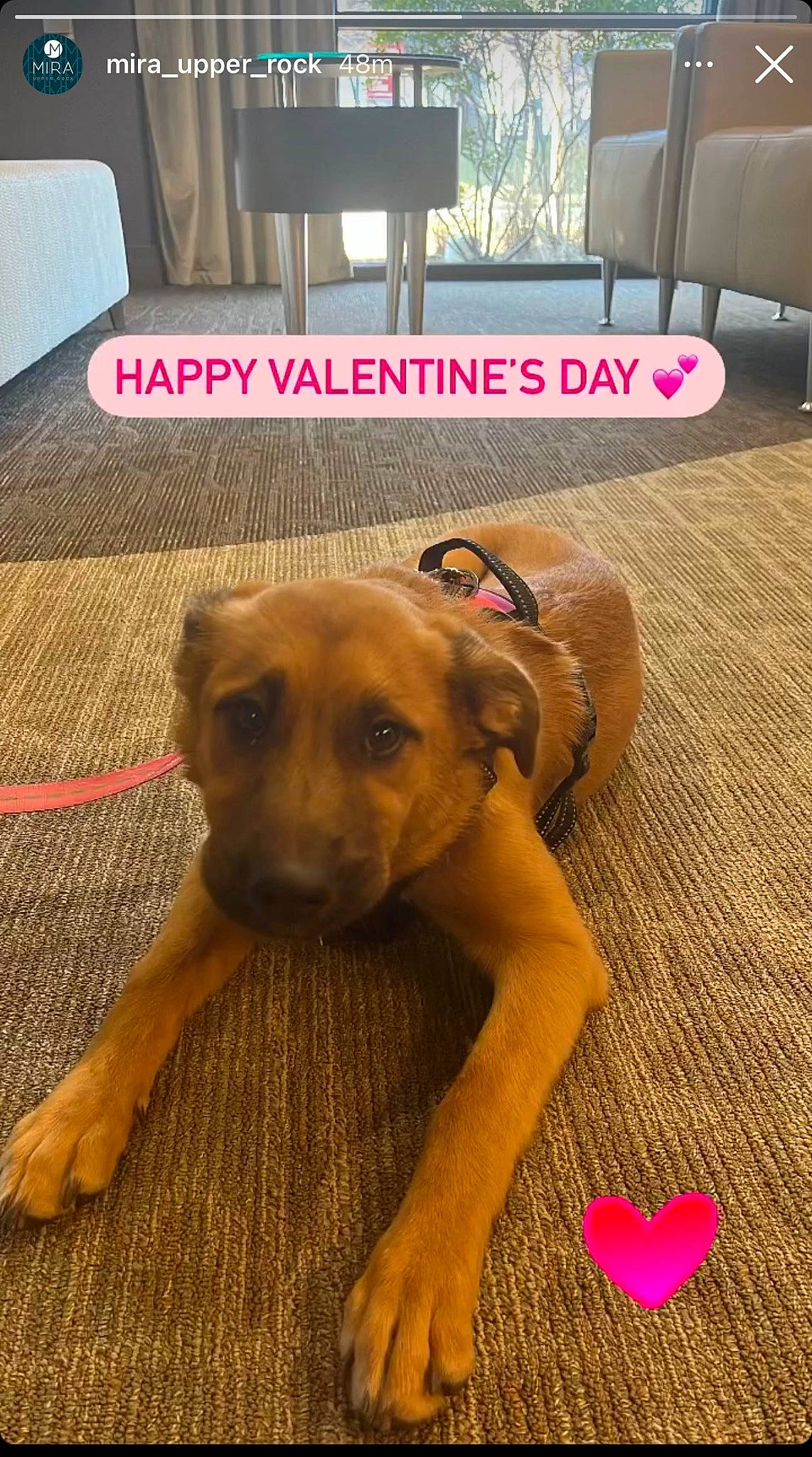 Aveline is registered to the contest to win money with this photo: carnivore, chair, companion_dog, dog, dog_breed, dog_supply, fawn, floor, flooring, hardwood, laminate_flooring, liver, paw, pet_supply, rectangle, snout, sporting_group, wood, wood_flooring, working_animal