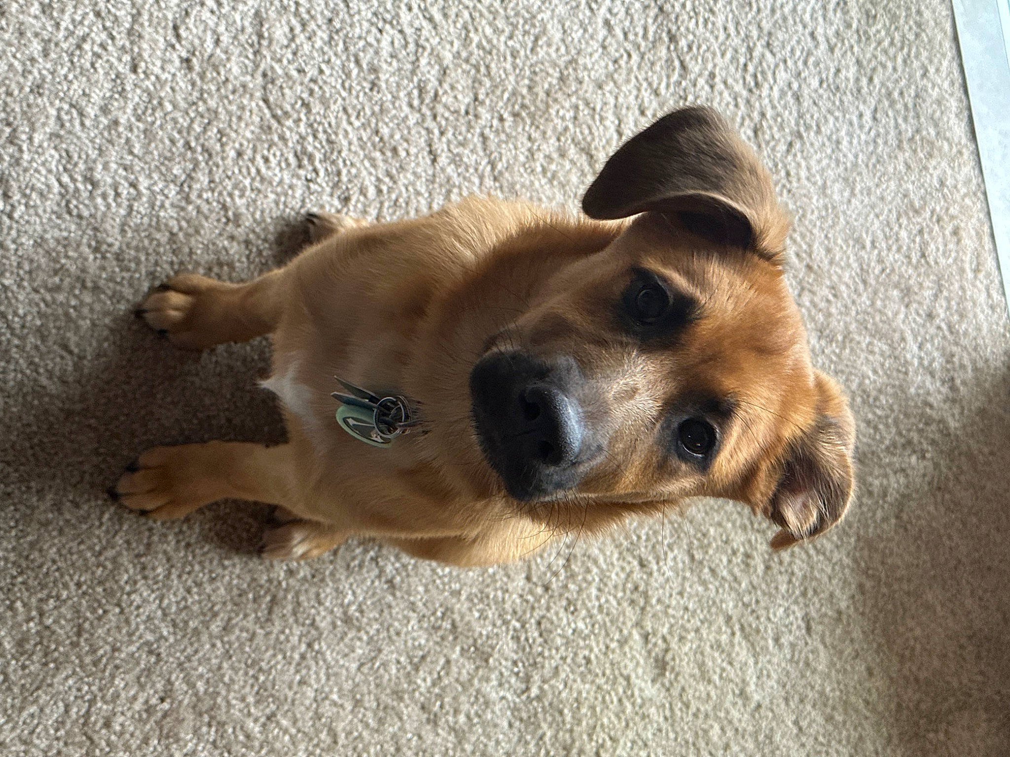 Aveline joined the competition — help win amazing prizes! canidae, carnivore, collar, companion_dog, dog, dog_breed, ear, fawn, flooring, fur, non_sporting_group, paw, puppy, snout, sporting_group, street_dog, terrestrial_animal, whiskers, wood, working_animal