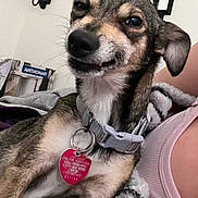 Willo joined the competition — help win amazing prizes! animal, blanket, casual, closeup, collar, companion, cozy, cute, dog, expression, furniture, home, indoors, person, pet, relaxed, sconce, small_dog, tag, wall