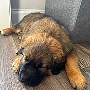 Duke is registered to the contest to win money with this photo: animal, black_muzzle, brown_fur, canine, cozy, cute, dog, floor, fur, gray_bin, home, indoor, paw, pet, puppy, relaxed, resting, sleeping, wood_floor, young_dog