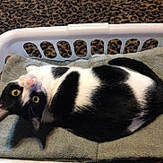 Oreo joined the competition — help win amazing prizes! cat, black_and_white, pet, animal, feline, yellow_eyes, lying_down, upside_down, relaxed, portrait, laundry_basket, basket, towel, indoor, home, carpet, cozy, striped_pattern, close_up, photography