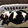cat, black_and_white, pet, animal, feline, yellow_eyes, lying_down, upside_down, relaxed, portrait, laundry_basket, basket, towel, indoor, home, carpet, cozy, striped_pattern, close_up, photography