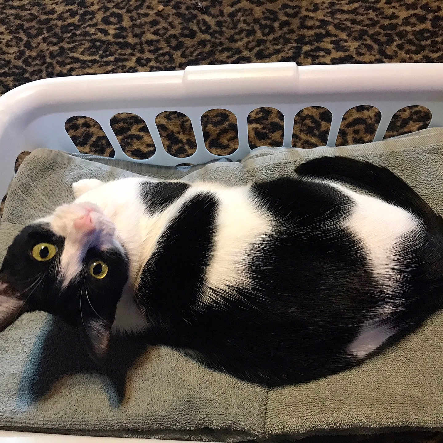 Oreo joined the competition — help win amazing prizes! cat, black_and_white, pet, animal, feline, yellow_eyes, lying_down, upside_down, relaxed, portrait, laundry_basket, basket, towel, indoor, home, carpet, cozy, striped_pattern, close_up, photography